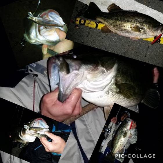 C:\Users\SEKKEI\Desktop\Collage 2019-11-11 10_28_00.jpg